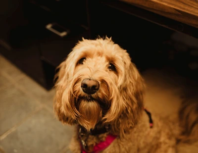 Shelby Cobra Carns, Shop Dog